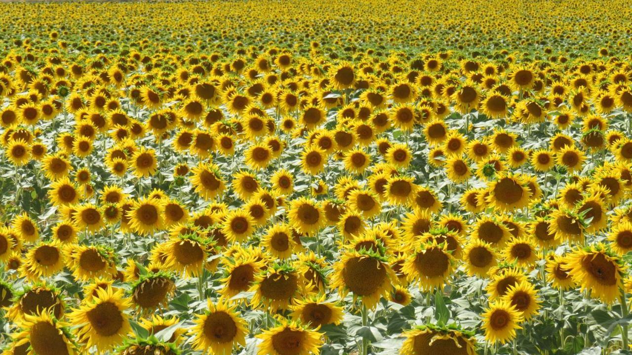 Nature'S Pace Holidays Montmaur (Aude) Exterior foto