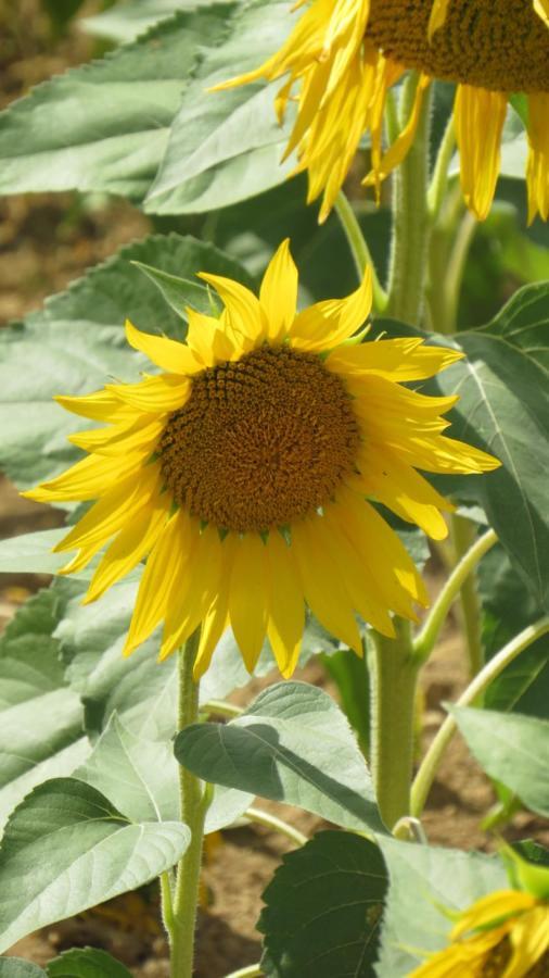 Nature'S Pace Holidays Montmaur (Aude) Exterior foto
